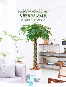五编发财树