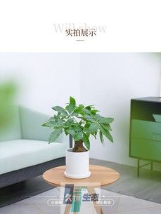 小发财树