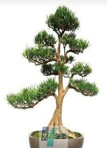 罗汉松