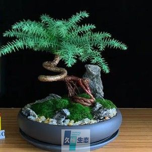 澳洲杉