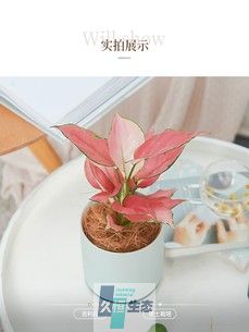 小吉利红