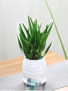 芦荟