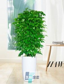 多支绿宝