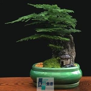 文竹