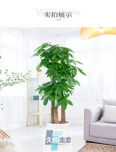 步步高发财树