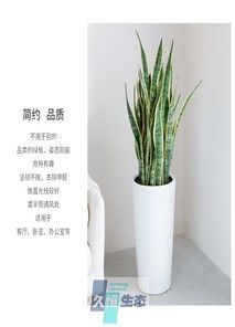 虎皮兰
