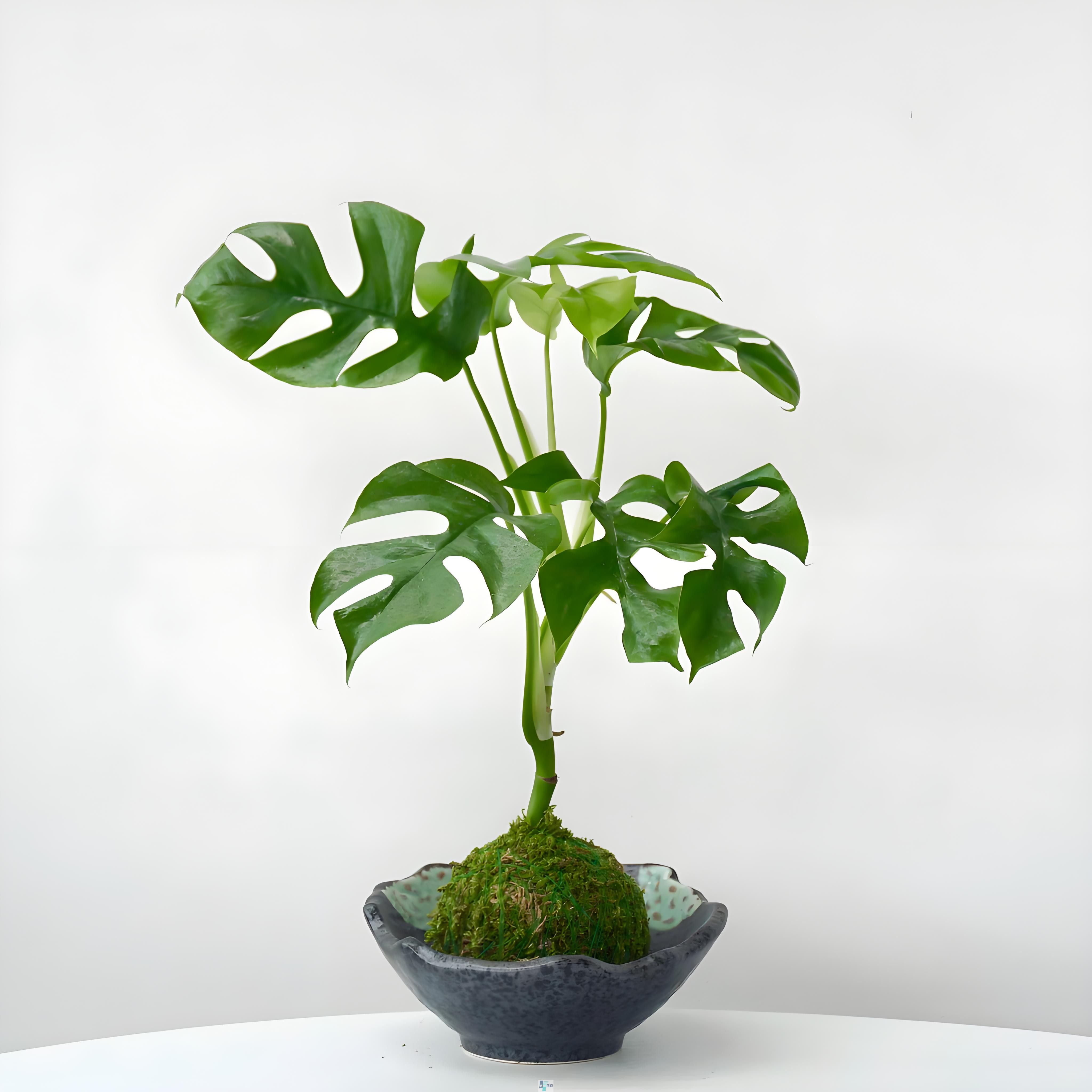 苔藓龟背