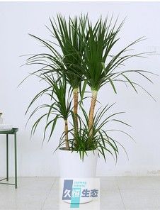三杆龙须树