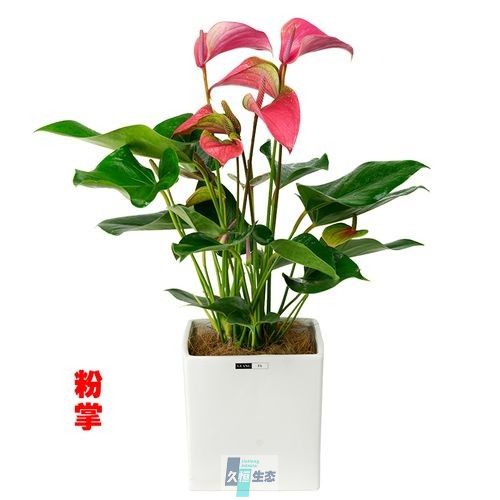 粉掌