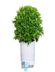 非洲茉莉