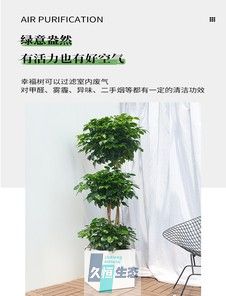 多层绿宝