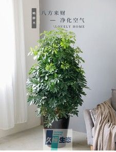 大鸭爪木