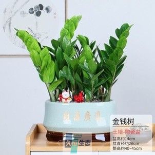 组合小金钱树