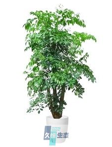 特大幸福树