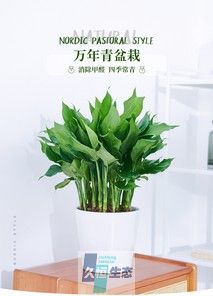 万年青