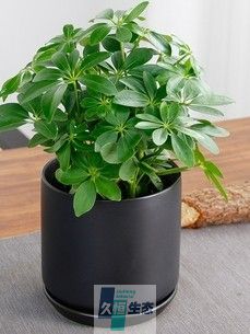 小鸭爪木