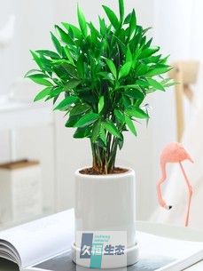 竹柏